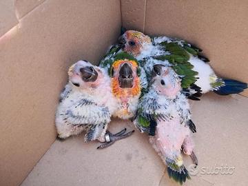 Pappagalli Conuro del Sole DA IMBECCO