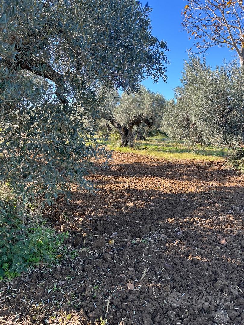 Terreno 6500 mq di cui 1500 mc edifificabili - Vista 3