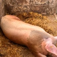 Maiale pesante casereccio