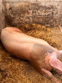Maiale pesante casereccio
