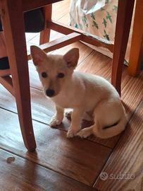  cucciola di 2 mesi 