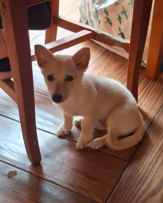  cucciola di 2 mesi 