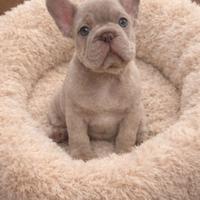 Cucciolo bulldog francese esotico