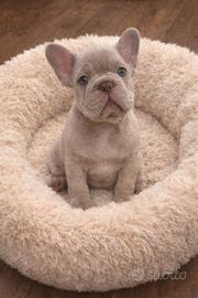 Cucciolo bulldog francese esotico