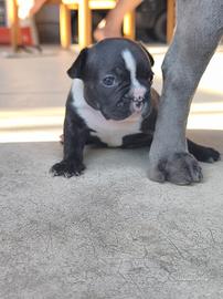bulldog francese 