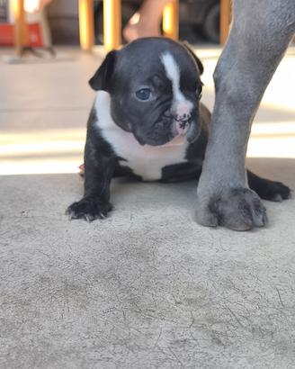 bulldog francese 
