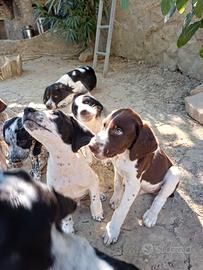 Cani da caccia