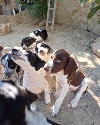 Cani da caccia