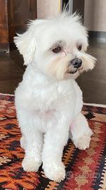 Maltese maschio per accoppiamento