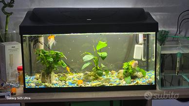acquario 60 litri