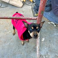 Femmina pincher anziana