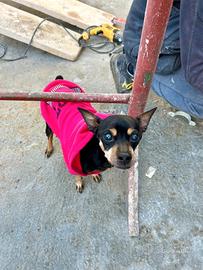 Femmina pincher anziana