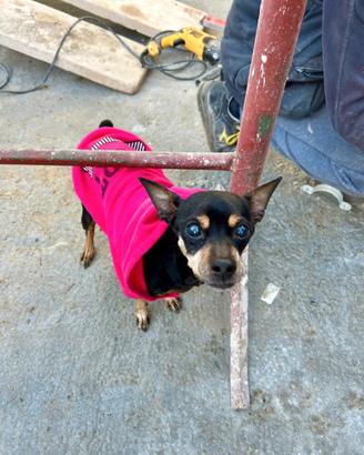 Femmina pincher anziana