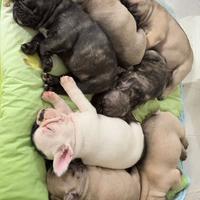 Buldogg francese pedigree Enci