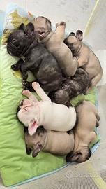 Buldogg francese pedigree Enci