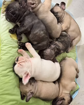 Buldogg francese pedigree Enci