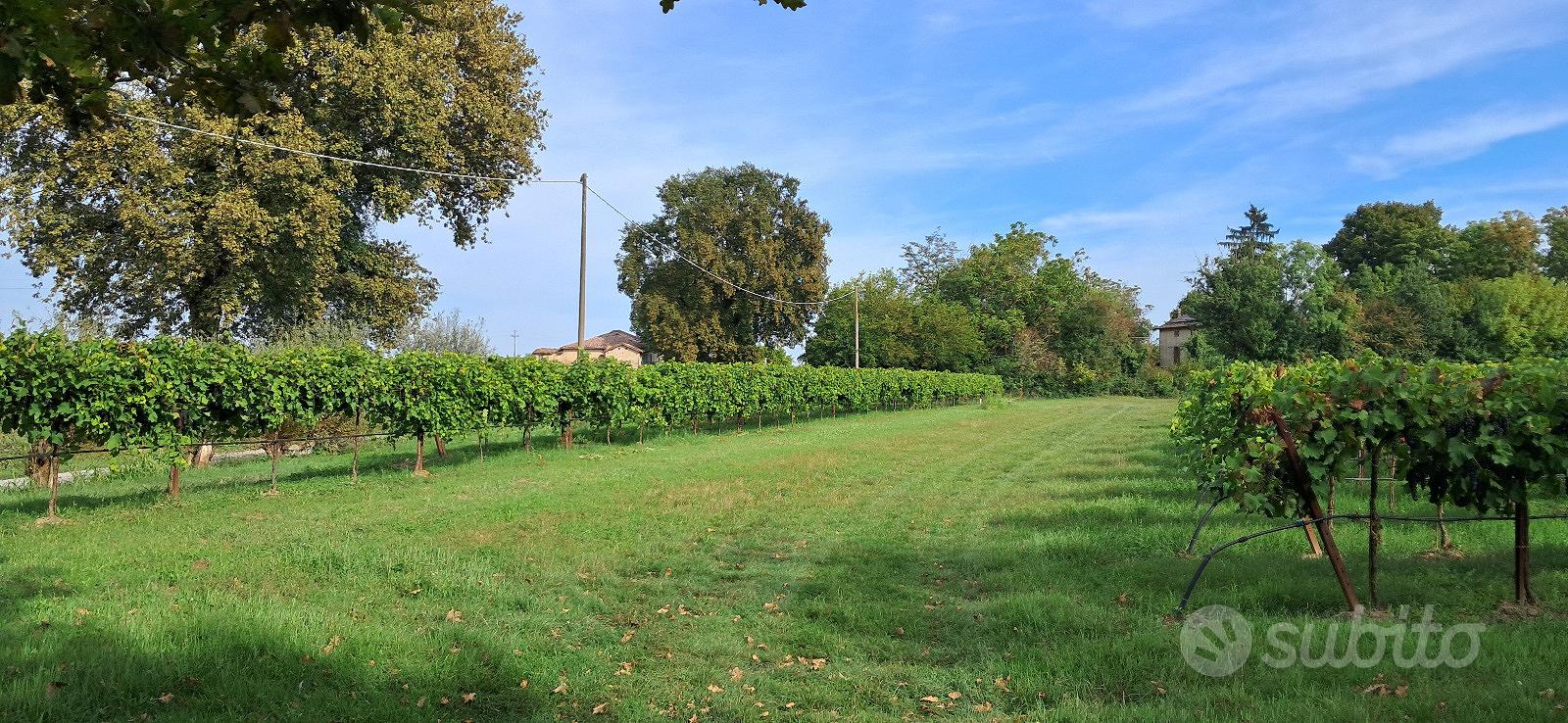 Terreno agricolo - vigneto - Vista 4