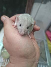 Ratto domestico a pelo riccio (rex)