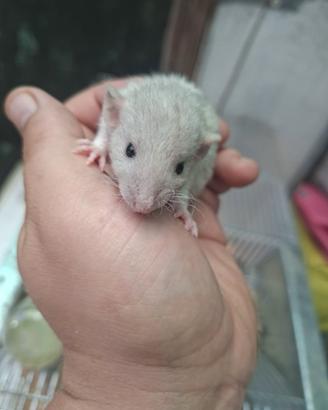 Ratto domestico a pelo riccio (rex)