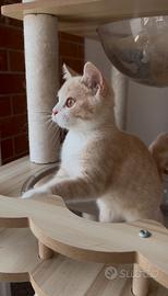 Cucciolo british shorthair color crema
