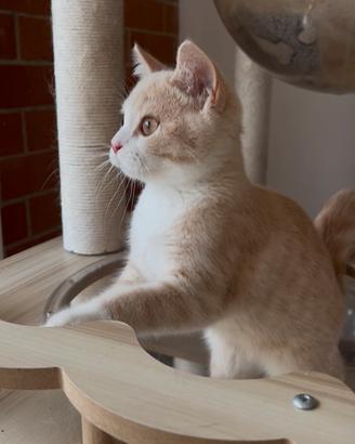 Cucciolo british shorthair color crema