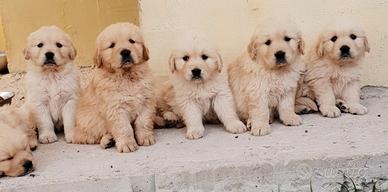 Cuccioli golden retriever disponibili