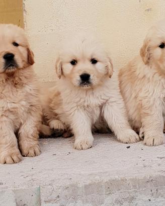 Cuccioli golden retriever disponibili