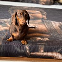 Disponibile per monta- Bassotto nano cioccolato