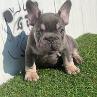 Bulldog francese