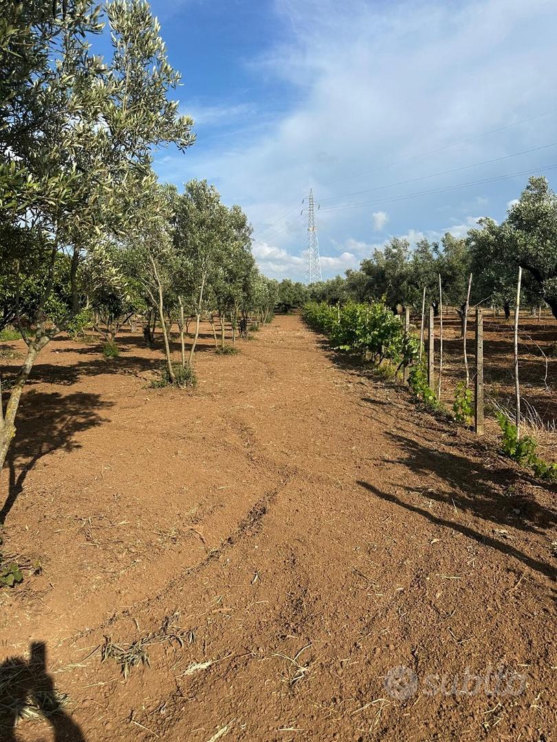 Terreno agricolo - Vista 3