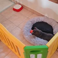 Recinto per animali o cuccioli