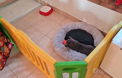 Recinto per animali o cuccioli