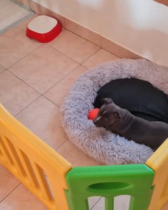 Recinto per animali o cuccioli