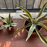 AGAVE AMERICANA BICOLORE