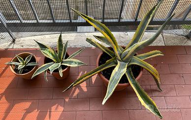 AGAVE AMERICANA BICOLORE