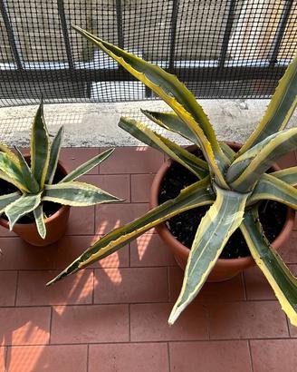 AGAVE AMERICANA BICOLORE