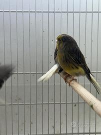 Canarini GLOSTER maschi allevamento pluripremiato