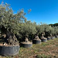 Piante di ulivo