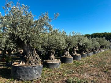 Piante di ulivo