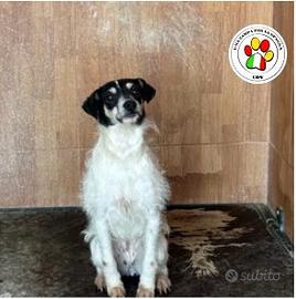 Femmina mix bodeguera