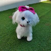 Cane che cammina e abbaia