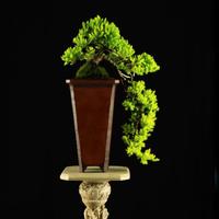 Bonsai a Cascata Vaso Artigianale ArteSan 