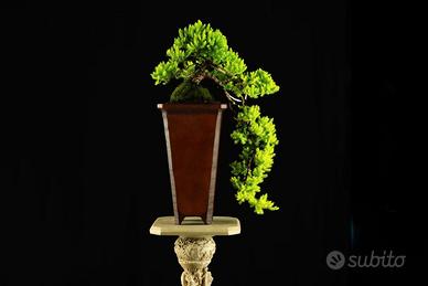Bonsai a Cascata Vaso Artigianale ArteSan 