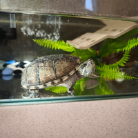 Tartaruga sternotherus odoratus