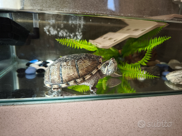 Tartaruga sternotherus odoratus