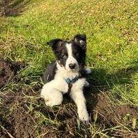 Cucciolo di border collie