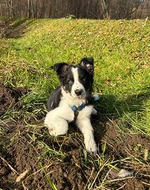 Cucciolo di border collie