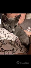 Gattina grigio fumo 2 mesi