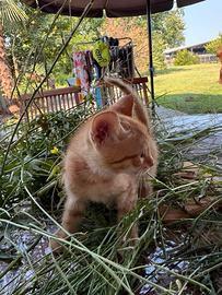 Gattina