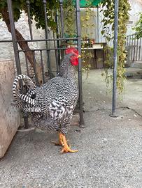 Gallo Amrock